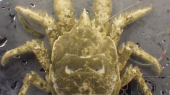 Media type: image;   Invertebrate Zoology 153121 Description: live specimen;